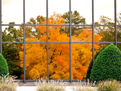 Fall foliage - Greenville, SC - November, 2011