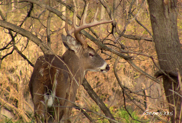 Iowa Whitetail Deer