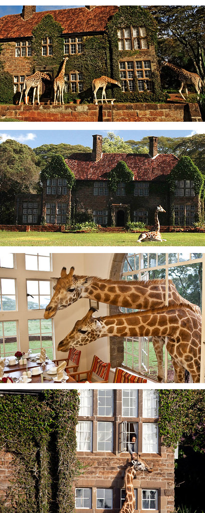 Giraffe Manor_rev