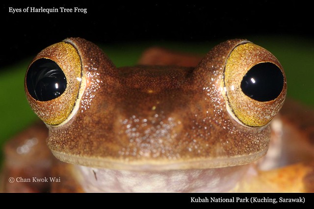 Harlequin Tree Frog's Eyes