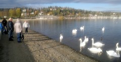 Swan Lake in fall color on Oslo Fjord beach #3