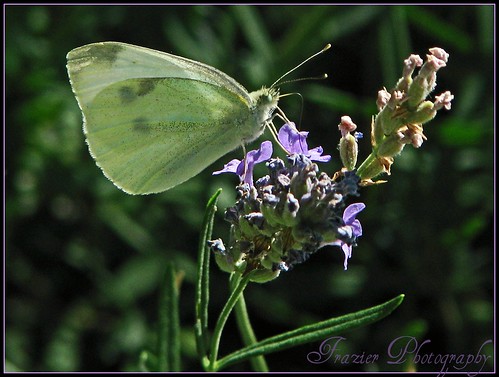 A Beautiful Back light Butterfly by Enjoy the journey...Not the Destination~