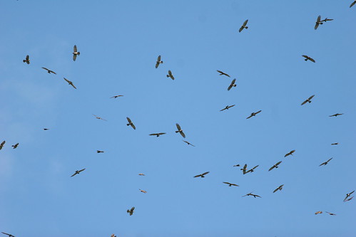 灰面鷲，朱海文攝，高雄市野鳥學會提供
