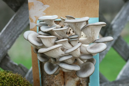 DIY Oyster Mushroom Kit - Day 8