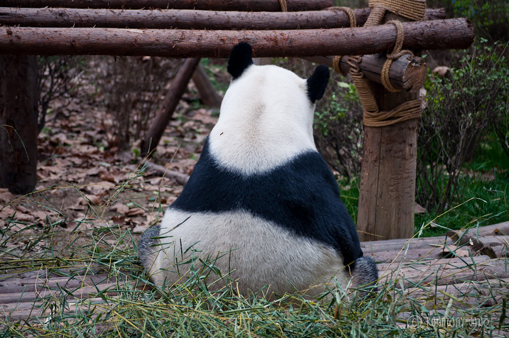 Giant_Panda_cute_back_Chengdu_Sichuan_China