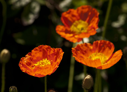 Orange Poppies - Copyright R.Weal 2011