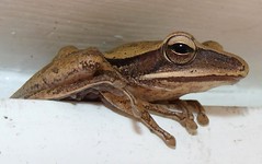 Common Tree Frog (x13)