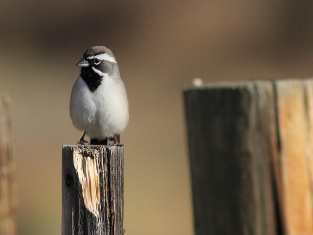 Black-throated Sparrow 3-20111114