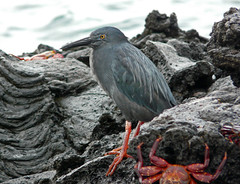 Galapagos Ardeidae