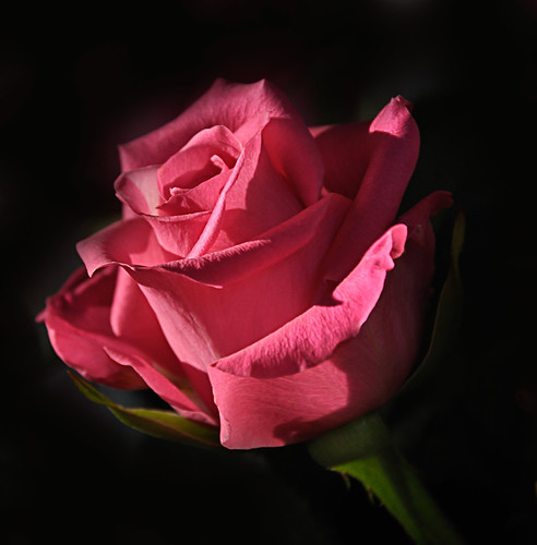 Portret van een roos - Portrait of a rose by RuudMorijn (Still trapped at home, short leg cast)