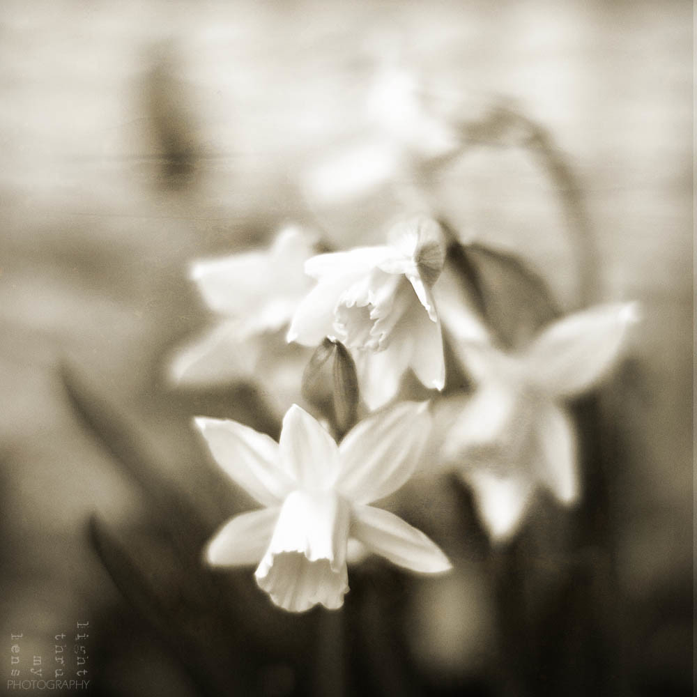 [25/52 Weeks in B&W]: Palindromic Daffodils (virats i texturats)