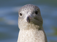 Polarmåke (Glaucous Gull)
