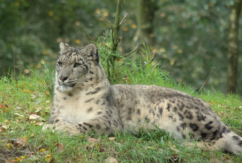 法國Jurques動物園雪豹，John Sheldon提供。