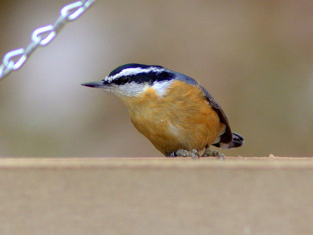 Red-breasted Nuthatch note band 20111112