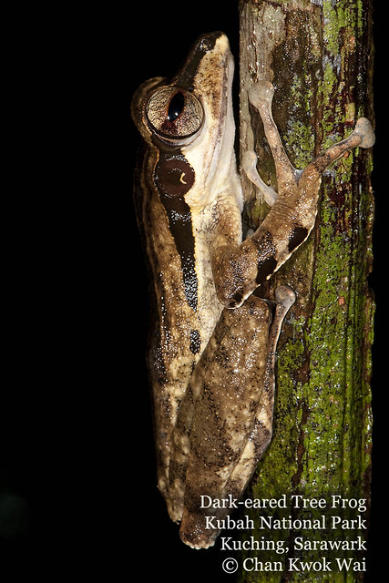 Dark eared Tree Frog