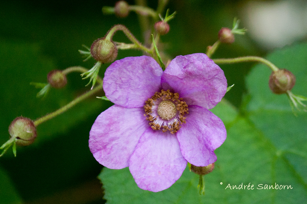 Flowering Raspberry (Rubus odoratus)-15.jpg