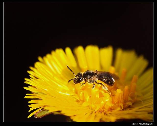 Sweat Bee (Family Halictidae)