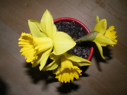 Daffodil Ice Cream