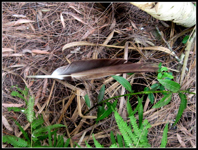 Possible eagle feather 20120330