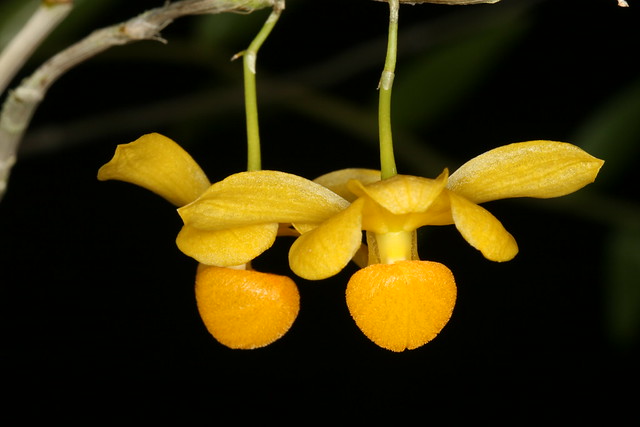 Dendrobium chrysocrepis 1169