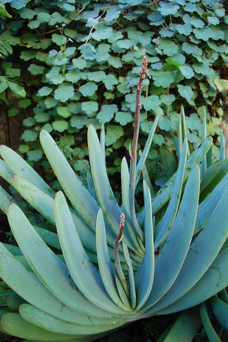 Aloe plicatilis buds by FarOutFlora