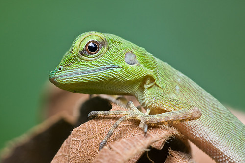 An immature green crested lizard, <i>Bronchocela cristatella  </i>IMG_6929 copy