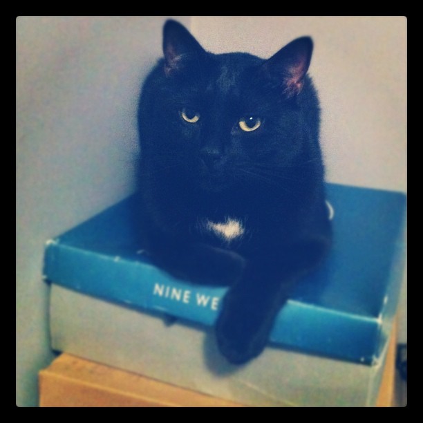 Stanley lounging on shoe boxes