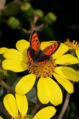 Lepidoptera - Borboletas e traças