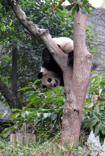 Apparently this is how pandas climb trees
