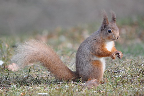 Red squirrels in the Cairngorns 2