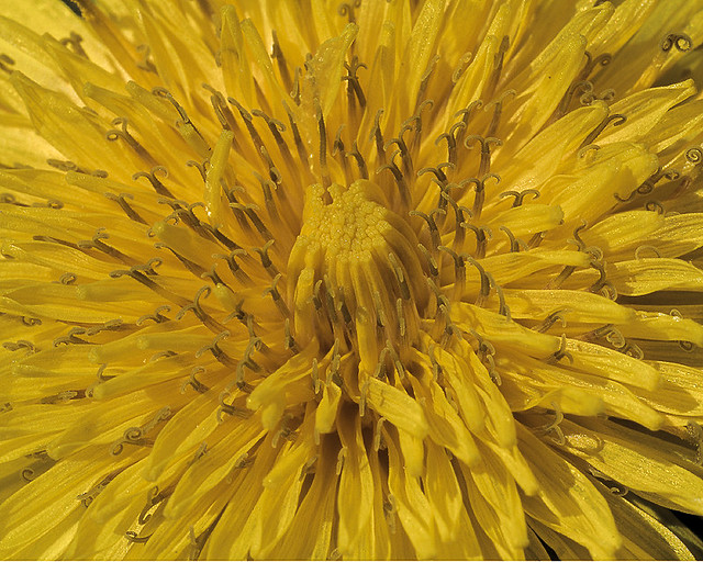 Dandelion flower detail