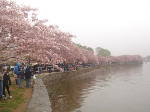 more cherry blossoms