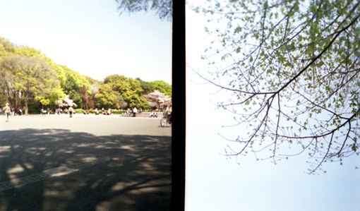 Hanami, Ueno Park, Tokyo, Japan. 花見,上野公園