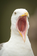 Gulls singing opera