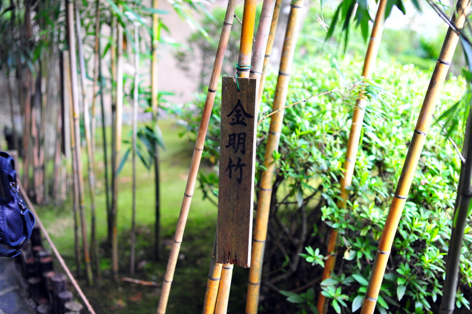 Beautiful greenery  with the bamboo