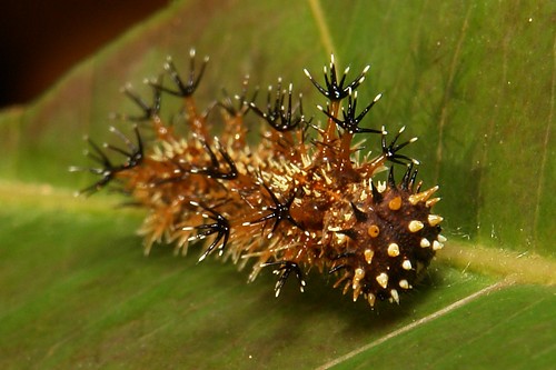 Nymphalid butterfly caterpillar