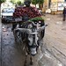 Donkey cart in Alexandria