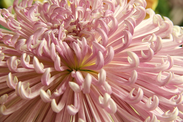 The art of the Japanese Chrysanthemum  Flickr  Photo Sharing!