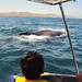 Peru, Los Organos - a whale on sea