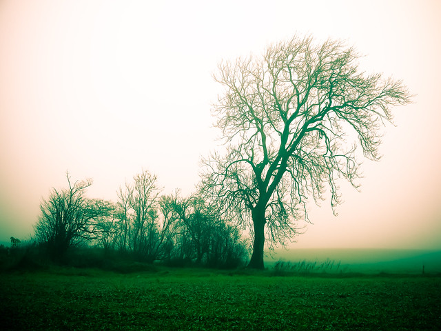 Ghost tree