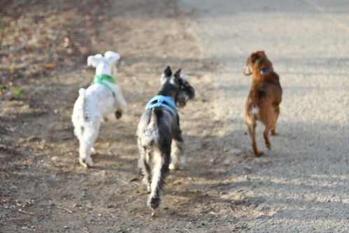 Running with the Dogs