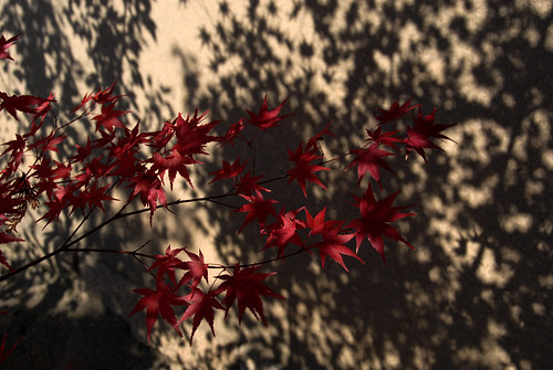 Kyoto Autumn leaves