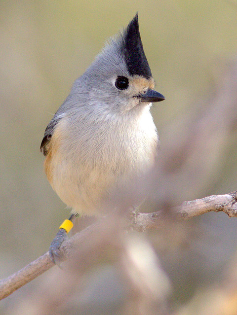 Black-crested Titmouse with color band 20111112
