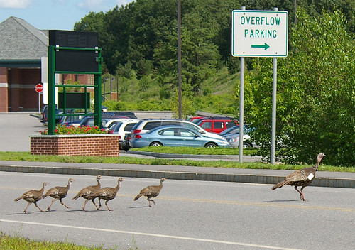 A turkey hen and her young (poults) cross a road near an airport in New Hampshire.  The hen wears a tag and transmitter that helps APHIS Wildlife Services biologists follow their habits and movements. USDA Photo by D. Bargeron.