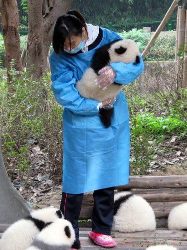 Panda nurse