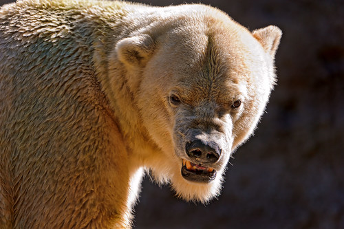  無料写真素材, 動物 , 熊・クマ, ホッキョクグマ・シロクマ, 怒る  