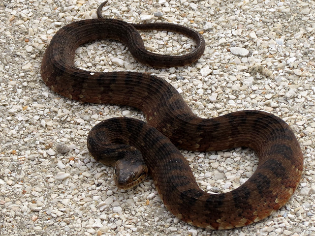 Florida Water Snake [Nerodia fasciata pictiventris] 1/3