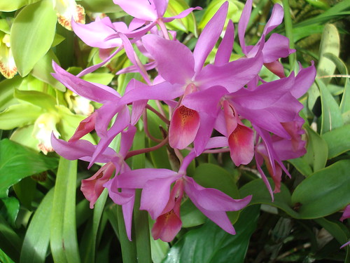 Longwood Gardens Orchid Extravaganza 2012