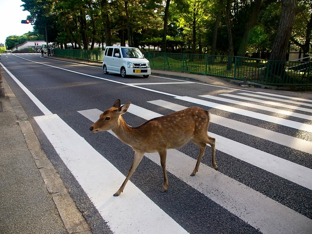 Deer crossing the road