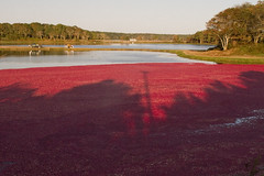 20111008 - Cranberry Harvest